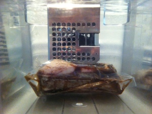 24 hours into the 48 hr. Sous Vide Process.